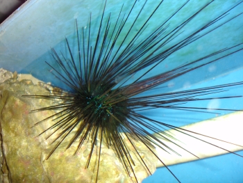  Diadema savignyi (Banded Long-spined Urchin)